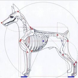Doberman Conformation Standards